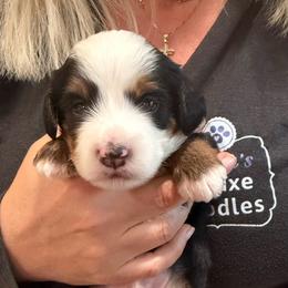 Peter - Tri-color male Bernedoodle puppy in Lake Panasoffkee, Florida from Donnas Deluxe Doodles LLC