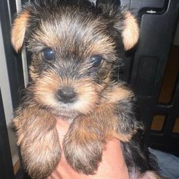 Bear - Black and tan male Yorkshire Terrier puppy in Boston, Massachusetts from Little Yorkes of Boston