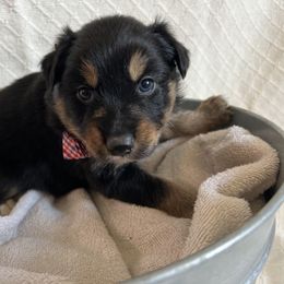 Australian Shepherd Puppies from Prairie Skies Farm