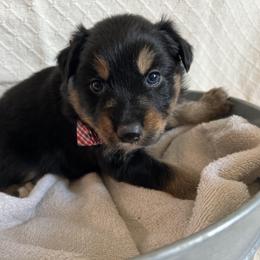 Australian Shepherd Puppies from Prairie Skies Farm