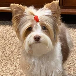 Astro - Yorkshire Terrier