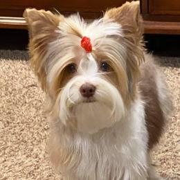 Astro - Yorkshire Terrier