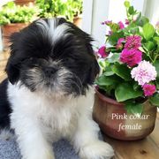 Boy 6 - male Cavatzu puppy in Oklahoma from Rocky Oak Cavaliers & Biewer Terriers LLC