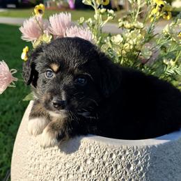 Hopper - Black tri male Miniature Australian Shepherd puppy in Port Saint Lucie, Florida from Charlene Brannon's Mini Australian Shepherds