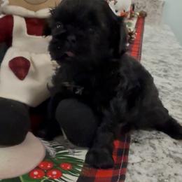 Frazier - Black male Shih Tzu puppy in Stafford, Virginia from Bayview Pups