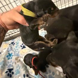 Green female - Black and rust female Doberman Pinscher puppy in Brazil, In, Indiana from Lazy A Ranch & Kennels