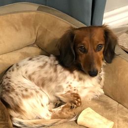 Dachshunds from Mustard Seed Kennel