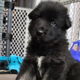 Shiloh Shepherd Puppies from Stunning Shiloh Shepherds