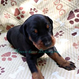 Brown collar 382 - Black and rust male Doberman Pinscher puppy in Harmony, North Carolina from Havenhaus Dobermans