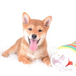Namiho Import Sired Full AKC - Red female Shiba Inu puppy in Neosho, Missouri from Sunny Terrace Shibas