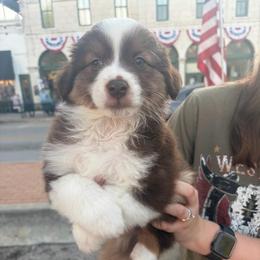 Hershey - Red tri male Miniature Australian Shepherd puppy in Weatherford, Texas from F & T Aussies