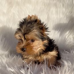 Penny - Black and gold female Yorkshire Terrier puppy in Las Vegas, Nevada from Yorkiepupsntcups