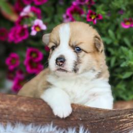 Mickey - Red male Pembroke Welsh Corgi puppy in Caliente, California from Rafter Cross 7