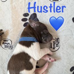 Boy 2 - male German Shorthaired Pointer puppy in Conroe, Texas from The Tipsy Rabbit