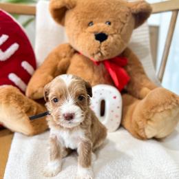 Florence - Caramel red male Australian Labradoodle puppy in Palmdale, California from Doodles_Ko
