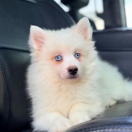 Cristiano - White male Pomsky puppy in Centerville, Iowa from LJ Kennels Pomskies, LLC