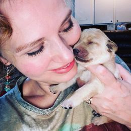 Labrador Retriever Puppies from Spring Water Labs of the Carolinas