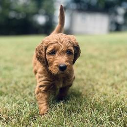 Goldendoodles and Irish Doodles from Crystal Rains