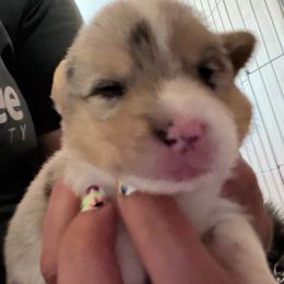 Boy 3 - Blue merle and white male American Corgi puppy in Pioneer, Michigan from Country Corners Corgis