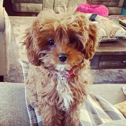 Assorted Doodle Crosses and Cavapoos from Chalk Creek Cavapoos and Cavapoochons