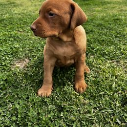 Vizsla Puppies from Mickle Farm Vizslas