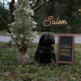 Neapolitan Mastiff and Tibetan Mastiff Puppies from Carolina Coastal Mastinos