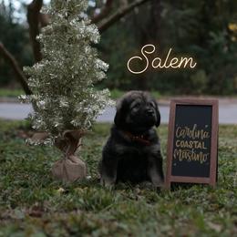 Neapolitan Mastiff and Tibetan Mastiff Puppies from Carolina Coastal Mastinos