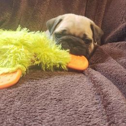 Pug Puppies from Colossal Pugs