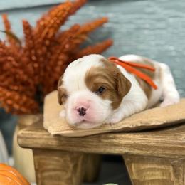 Willie - Blenheim male Cavalier King Charles Spaniel puppy in El Campo, Texas from Longhorn Cavaliers