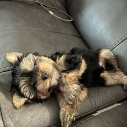 Yorkshire Terriers from Timber Hills Yorkshire Terriers