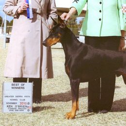 Doberman Pinschers from DeeRun Doberman's