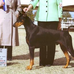Doberman Pinschers from DeeRun Doberman's