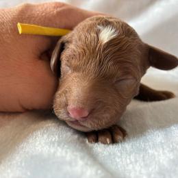 Pooh - Red and white male Cockapoo puppy in Adrian, Oregon from ApplebyFarm