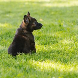 German Shepherd Puppies from Faoladh German Shepherds