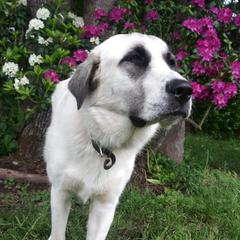 Mabel - Colorado Mountain Dog