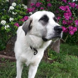 Mabel - Colorado Mountain Dog