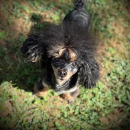 Buckeye - Poodle