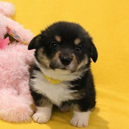 15 yellow collar - Black and tan female Pembroke Welsh Corgi puppy in Port Republic, Maryland from Bestfurends