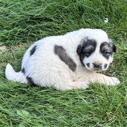 Puppy ID 36263 - White and badger female Great Pyrenees puppy in Leicester, North Carolina from Randall Glen Pyrenees