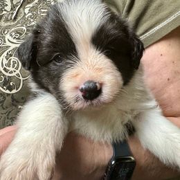 Border Collie Puppies from Hounds of Rabbit Hill