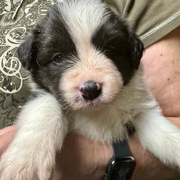 Border Collie Puppies from Hounds of Rabbit Hill