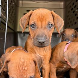 Mia - Rd whtn blk nose female Rhodesian Ridgeback puppy in Montgomery, Texas from Timber Ridge Kennels