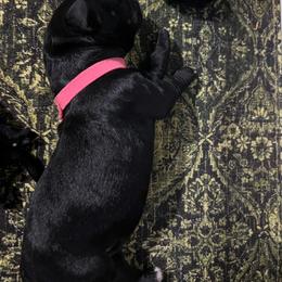 Pink collar - Pepper and salt female Giant Schnauzer puppy in Atoka, Oklahoma from Hannah's Haus & Farm