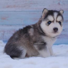 Stella - Gray and white female Pomsky puppy in Loxahatchee, Florida from Cardinal Point Pomskies