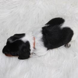 Piebald Boy 2 - Piebald male Dachshund puppy in Lily, Kentucky from Little Acres Miniature Dachshunds