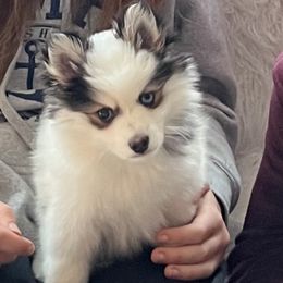 Pomsky Puppies from Summer Clark