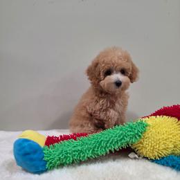 Haven (AKC) - Apricot female Poodle puppy in Rainbow City, Alabama from Spinks Poodles