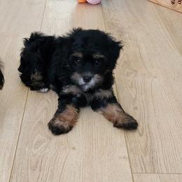 Miss yellow - Black female Goldendoodle puppy in Cumming, Georgia from Chattahoochee Kennels