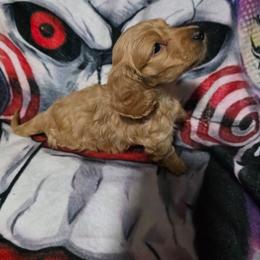 Jace - Red male Dachshund puppy in Adolphus, Kentucky from Walker's Dachshunds