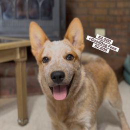 -Boy 4 - Red speckled male Australian Cattle Dog puppy in Kaufman, Texas from Emberwick Ranch